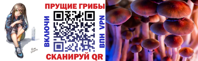 Псилоцибиновые грибы Psilocybine cubensis  как найти закладки  Конаково 